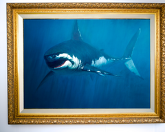 Shark – Somchai | 150 x 200 cm