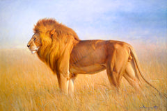 Lion in the Savannah – Somchai | 150 x 100 cm