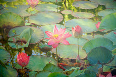 Water Lilies – Somchai | 200 x 150 cm