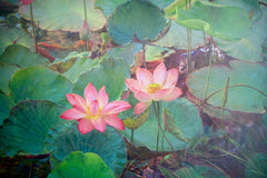 Water Lilies – Somchai | 200 x 150 cm